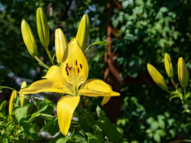 istock Blossom of Hemerocallis citrina 970506894