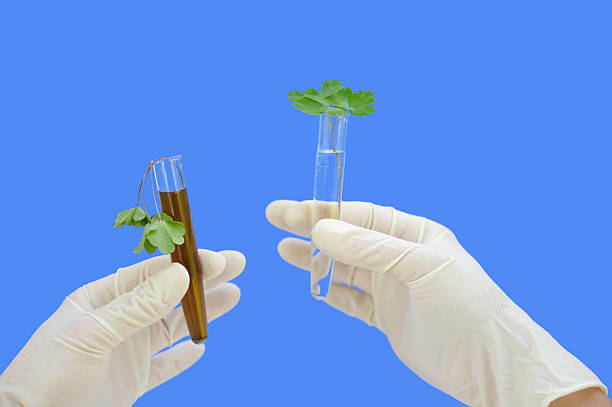 istock Clean and dirty water samples with fresh ,wilted leaves 97050830
