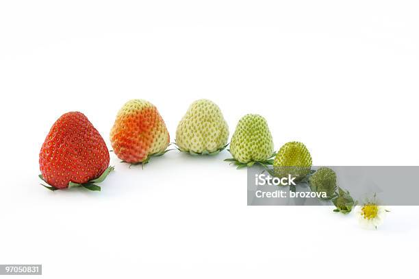 Fresa Crecimiento Aislado En Blanco Foto de stock y más banco de imágenes de Agricultura - Agricultura, Alimento, Arreglo