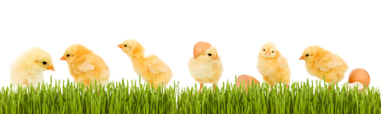 easter cartoon chicks over dots background with place for text