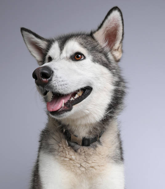 istock Alaskan Malamute Dog hoping to be adopted 970514096