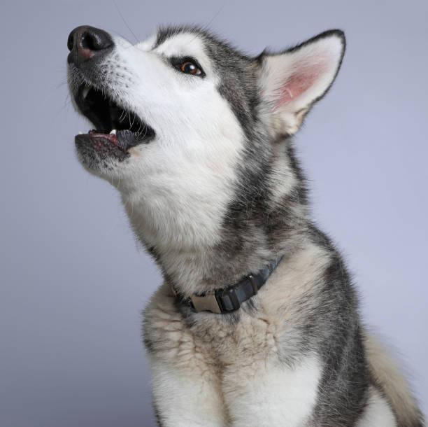 Alaskan Malamute Dog in animal shelter waiting to be adopted