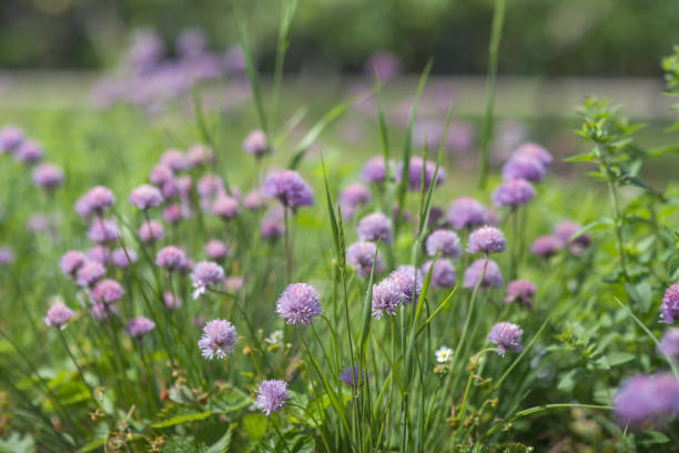 istock Chives in a Country Garden Four. 970514110