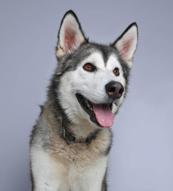 istock Alaskan Malamute Dog hoping to be adopted 970514116