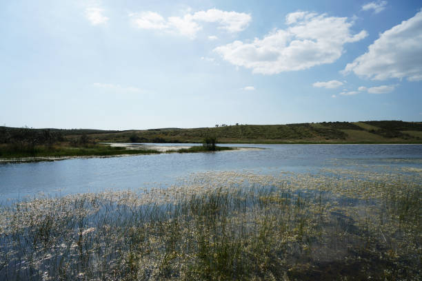 istock Blooming wild flowers at a small reservoir 970514248