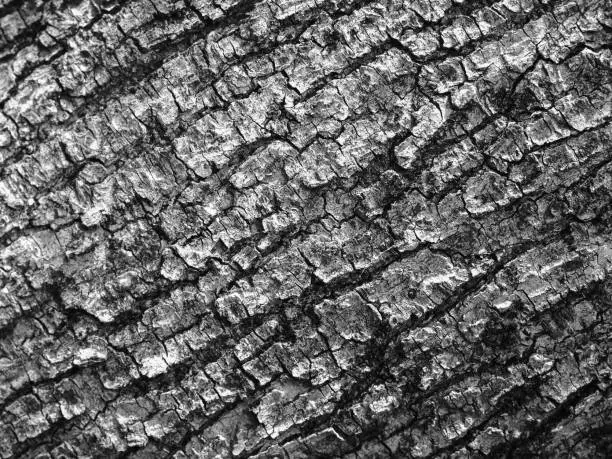 Black and white photo of a tree surface showing very rough texture
