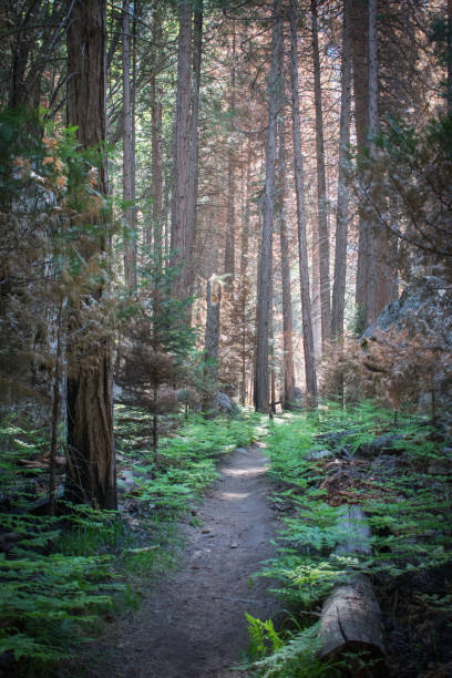 istock Kings Canyon in late May, 2018 970519558