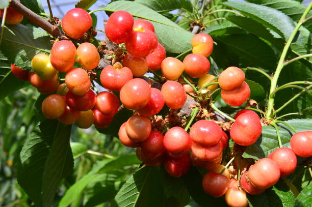 istock The ripe cherries are on the tree 970521670