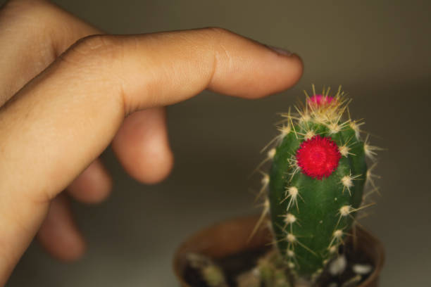 istock Close-up of finger touching cactus 970527254