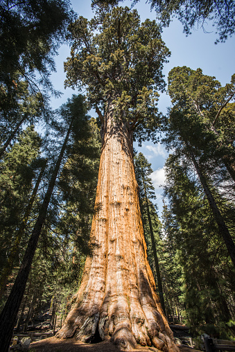 sentinel tree, sequoia forest national park