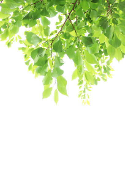 hojas verdes del árbol de alcanfor - alcanforero fotografías e imágenes de stock