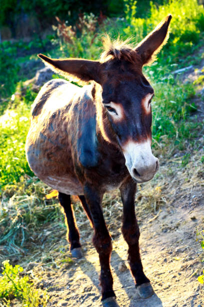 osioł - donkey mule large grazing zdjęcia i obrazy z banku zdjęć