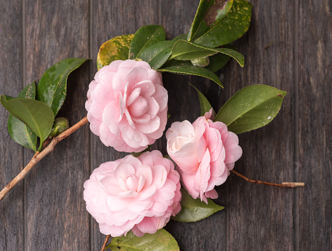 Close up of pale pink camellia flowers with water droplets on dark rustic wooden background (selective focus)
