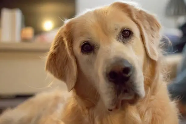A golden retriever tilts its head and looks quizzically at the camera