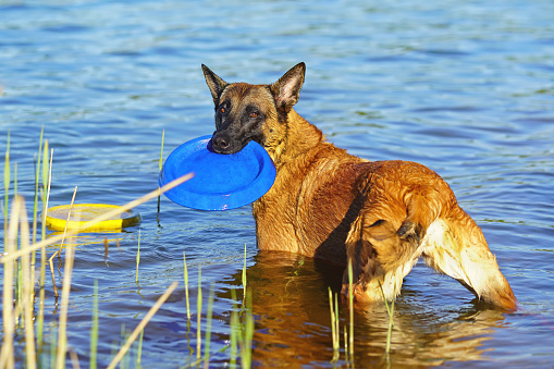 Belgian Shepherd dog Malinois staying in a water and holding a flying disc in its mouth
