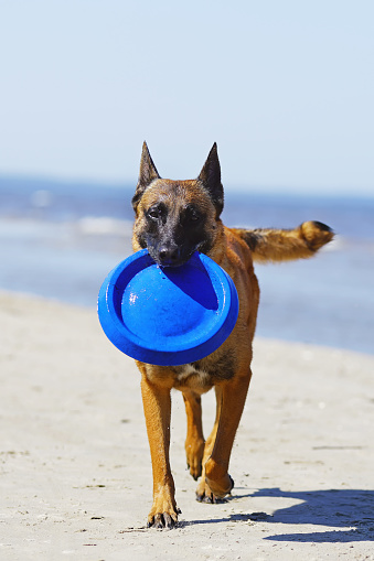 Wet Belgian Shepherd Malinois dog with a blue flying disc walking outdoors on a sand at the seaside