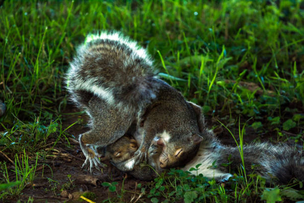 Photo of Fighting Squirrels