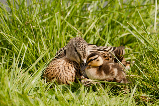 Baby Egyptian goose and family in the riverside, Spring, England, daytime