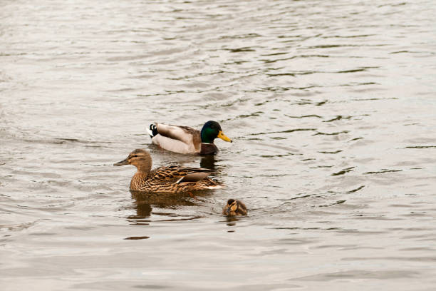 istock Baby duck with mother 970554214