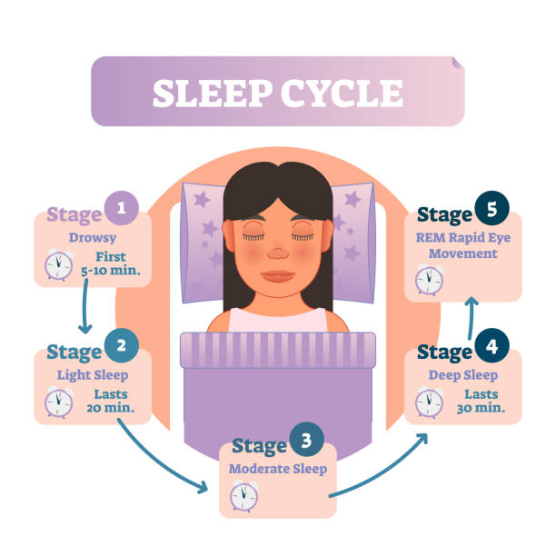 zdrowy cykl snu człowieka schemat wektorowy z kobiet w łóżku i stadium snu. edukacyjny program infograficzny. - deep sleep stock illustrations