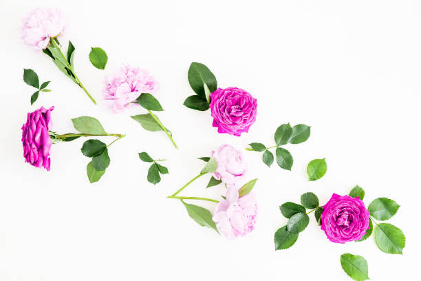 istock Floral pattern with pink roses, peonies flowers and leaves white background. Flat lay, Top view. Flowers texture. 970578500