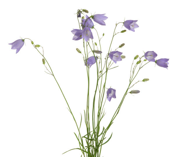 istock Blooming harebells, Campanula rotundifolia isolated on white background 970589702