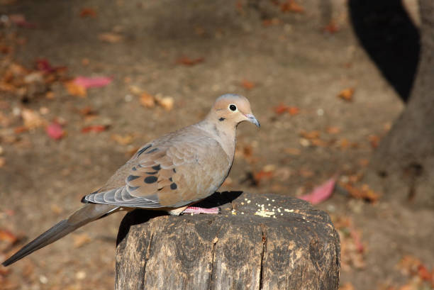 Mourning Where Mourning Dove on a wooden fence. zenaida dove stock pictures, royalty-free photos & images