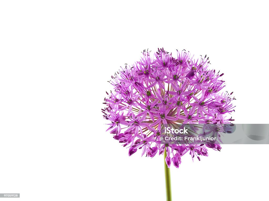 Allium sensazione fiore viola - Foto stock royalty-free di Aglio - Liliacee