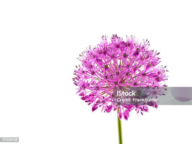 감각 아이리스입니다 Allium 퍼플 0명에 대한 스톡 사진 및 기타 이미지 - 0명, 계절, 구근 식물