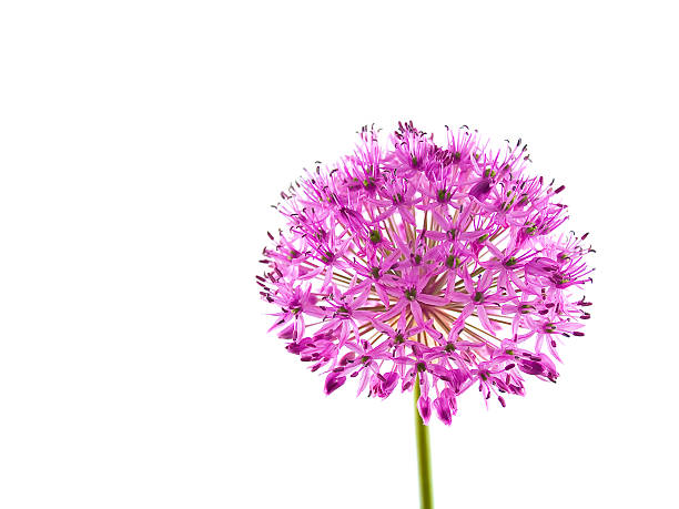 istock Allium Purple Sensation Flower 97059128