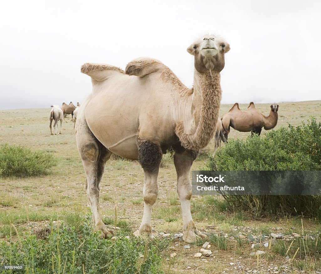 Manada de Turquistão camels - Royalty-free Camelo Foto de stock