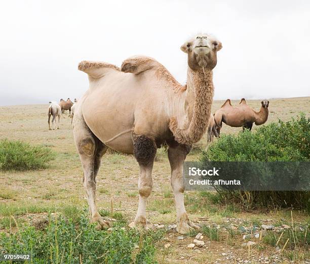Manada De Turquistão Camels - Fotografias de stock e mais imagens de Camelo - Camelo, Deserto de Gobi, Amarelo
