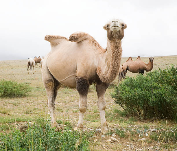 herd of двугорбый верблюдов - bactrian camel camel independent mongolia gobi desert стоковые фото и изображения