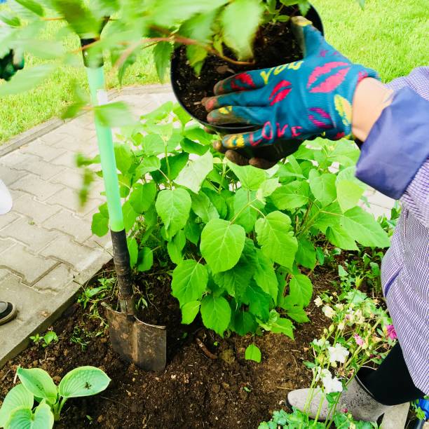 istock Repotting flowers in garden 970595846