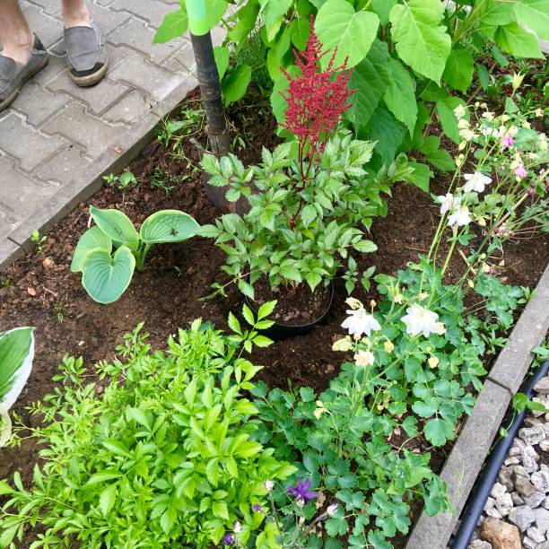 istock Repotting flowers in garden 970595850