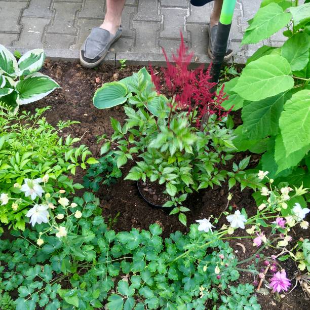 istock Repotting flowers in garden 970595854