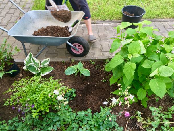 istock Repotting flowers in garden 970595860