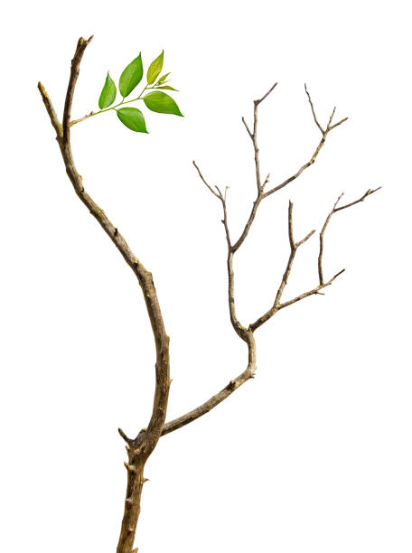 istock Close up of dry branch 970596238