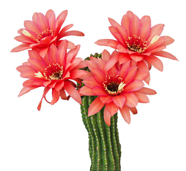 Cactus with red flowers isolated on white background stock photo