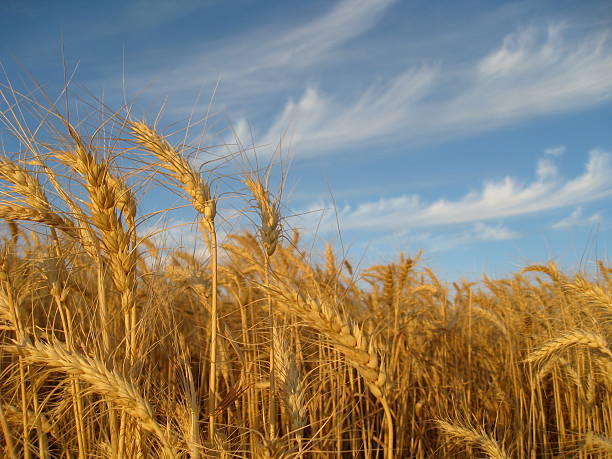 Golden trigo y cielo azul - foto de stock