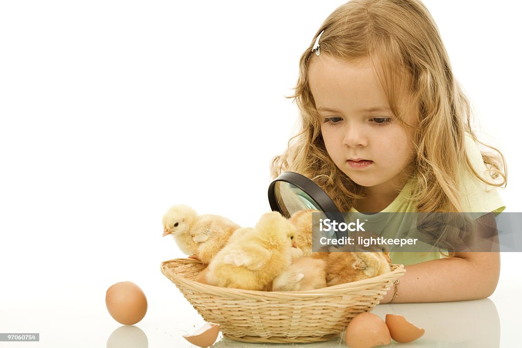 Niña mirando su recién nacido las gallinas de pascua - Foto de stock de Amarillo - Color libre de derechos