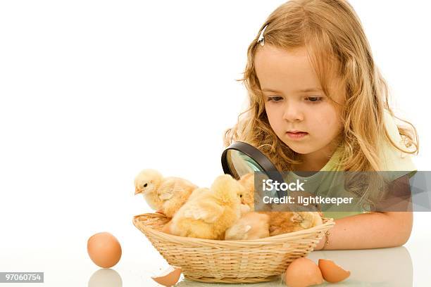 Piccola Ragazza Studiando Il Suo Neonato Polli Pasqua - Fotografie stock e altre immagini di Animale