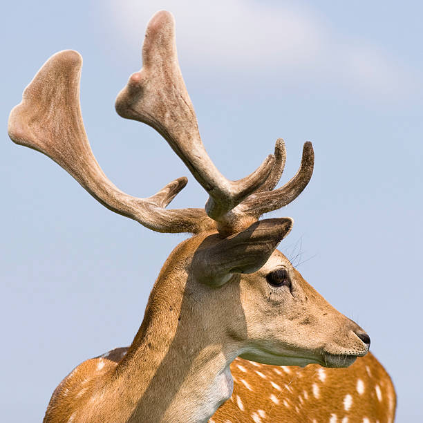 istock Close-up of wild deer 97060871