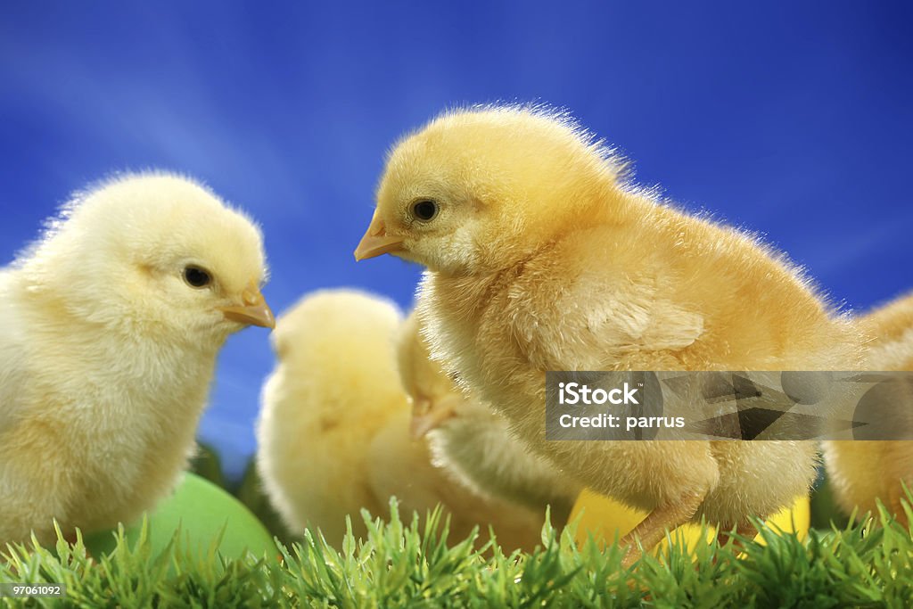 Petits Poussins de Pâques - Photo de Animal nouveau-né libre de droits