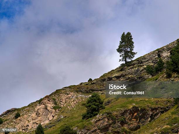 Solo Foto de stock y más banco de imágenes de Aire libre - Aire libre, Aislado, Arbusto