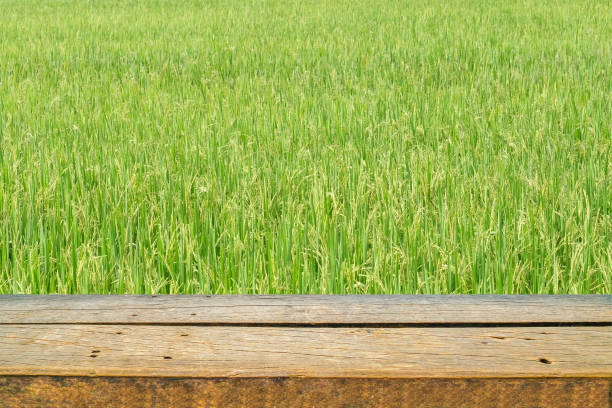 istock wood shelf with green rice field background 970617590