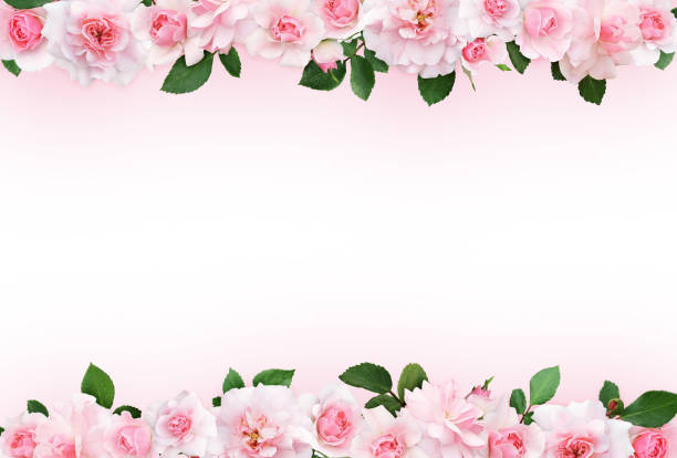 Fondo Rosa Con Flores Rosas Y Hojas Foto de stock y más banco de imágenes de Flor - Flor, Rosa - Color, Rosa - Flor - iStock Fondo Rosa Con Flores Rosas Y Hojas Foto de stock y más banco de imágenes de Flor - Flor, Rosa - Color, Rosa - Flor - iStock