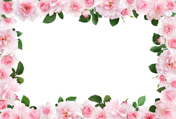 istock Beautiful frame with pink rose flowers and leaves 970617696