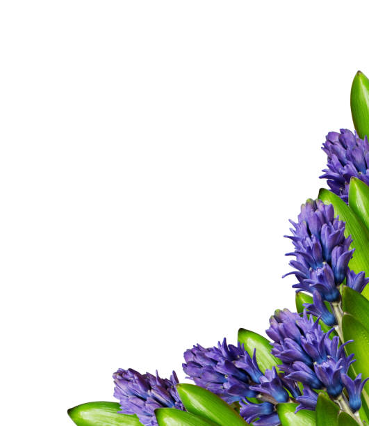 Hyacinth flowers in a corner arrangement isolated on white background. Top view. Flat lay.