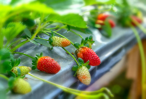 Red ripe strawberries on the rack in the garden. This fruit is rich in vitamin C and minerals beneficial to human health